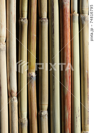 ススキの稈(茎)の背景素材 ススキの稈(茎)の背景素材 74816795