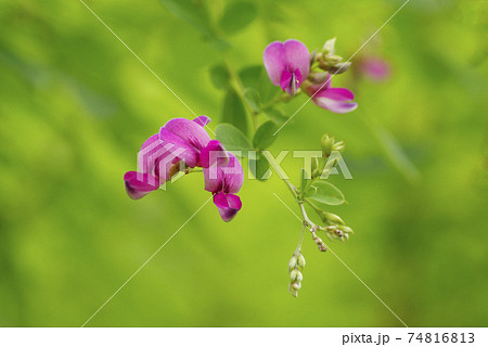 紫のハギ(萩)の小花が風に揺れる姿は優雅で風流 紫のハギ(萩)の小花が風に揺れる姿は優雅で風流 74816813
