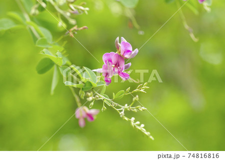 紫のハギ(萩)の小花が風に揺れる姿は優雅で風流 紫のハギ(萩)の小花が風に揺れる姿は優雅で風流 74816816