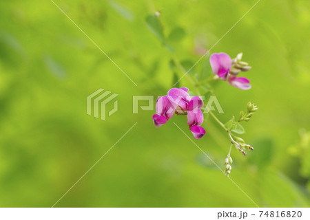 紫のハギ(萩)の小花が風に揺れる姿は優雅で風流 紫のハギ(萩)の小花が風に揺れる姿は優雅で風流 74816820