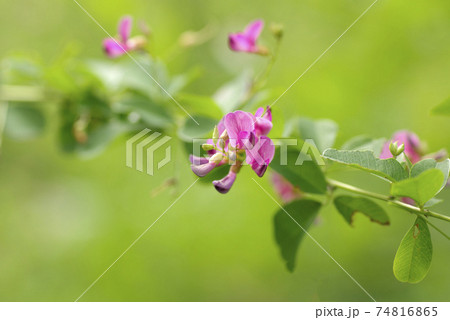 紫のハギ(萩)の小花が風に揺れる姿は優雅で風流 紫のハギ(萩)の小花が風に揺れる姿は優雅で風流 74816865