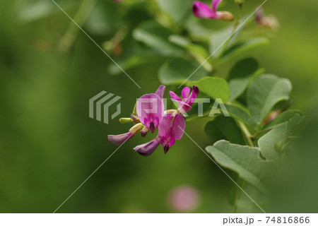 紫のハギ(萩)の小花が風に揺れる姿は優雅で風流 紫のハギ(萩)の小花が風に揺れる姿は優雅で風流 74816866