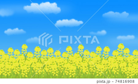 菜の花畑と青空 背景イラストのイラスト素材