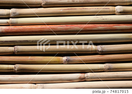 ススキの稈(茎)の背景素材 ススキの稈(茎)の背景素材 74817015