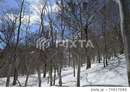 冬の鍋倉山雪とブナ林と青空 74817080