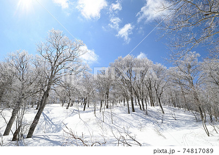 冬の鍋倉山雪とブナ林と青空 冬の鍋倉山雪とブナ林と青空 74817089