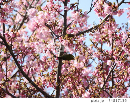 河津桜とメジロ 河津桜とメジロ 74817156