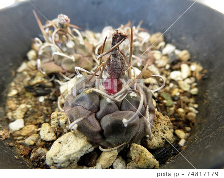 サボテン シードポット サボテン シードポット 74817179