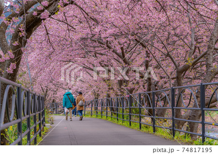 日本の春 伊豆河津町の桜並木 日本の春 伊豆河津町の桜並木 74817195