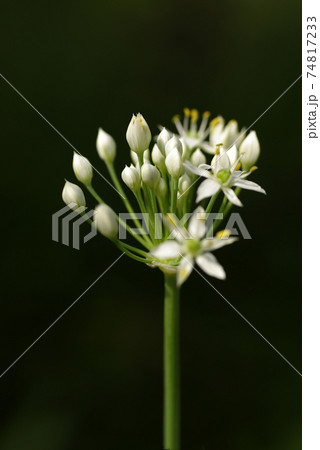 ニラ 韮 の白い小花が清楚で可愛いの写真素材