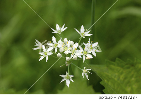 ニラ（韮）の白い小花が清楚で可愛い 74817237