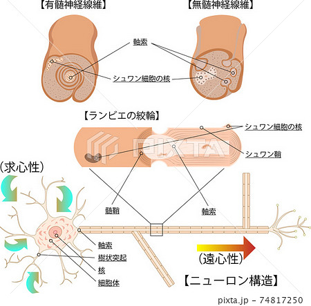 ニューロン 構造 イラストのイラスト素材