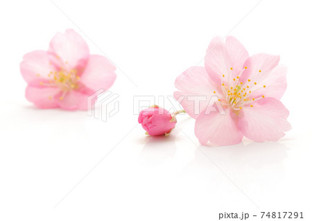 名入れ】 ペアZippoケース「火」 桜色限定ジッポ!和柄ライター