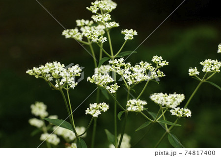 オトコエシ(男郎花)の白い花の房が逞しい オトコエシ(男郎花)の白い花の房が逞しい 74817400