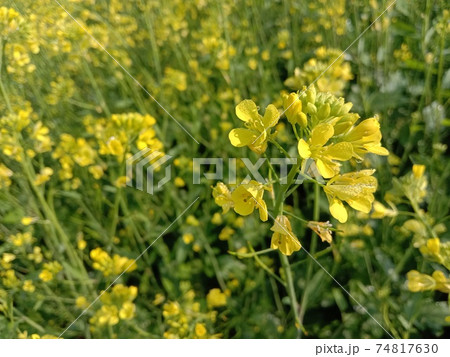 mustard flower closeup on firm for harvest 74817630