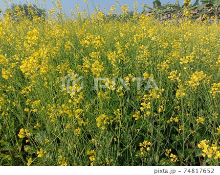 mustard flower closeup on firm for harvest mustard flower closeup on firm for harvest 74817652