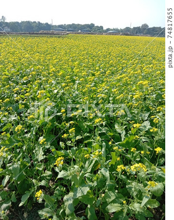 mustard flower closeup on firm for harvest 74817655