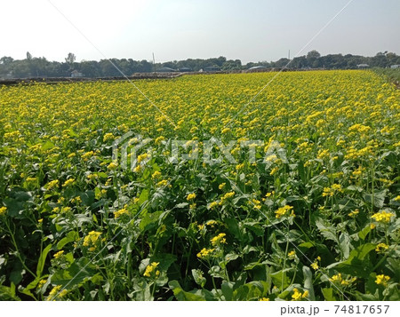 mustard flower closeup on firm for harvest 74817657