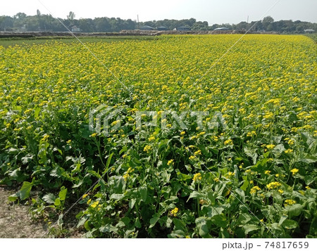 mustard flower closeup on firm for harvest mustard flower closeup on firm for harvest 74817659