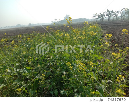 mustard flower closeup on firm for harvest 74817670