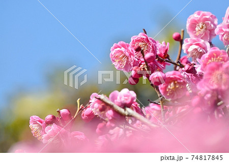 梅の花（N） 74817845