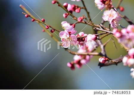 梅の花 N の写真素材