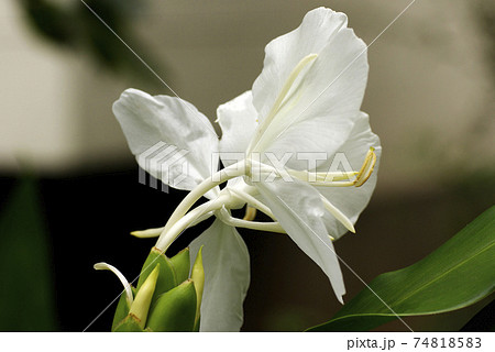ショウガ(生姜,ジンジャー)の純白の花が清楚で美しい ショウガ(生姜,ジンジャー)の純白の花が清楚で美しい 74818583