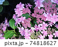 紫陽花 74818627