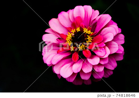 百日草 百日草 74818646