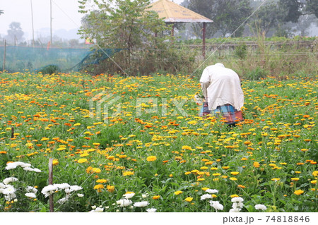 yellow colored flower closeup 74818846