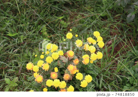 yellow colored flower closeup 74818850