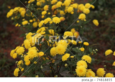 yellow colored flower closeup yellow colored flower closeup 74818855