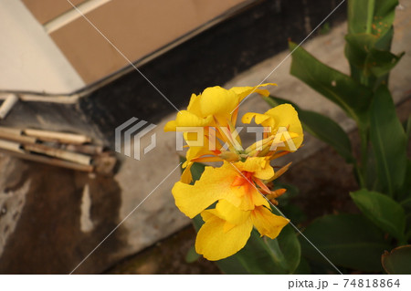 yellow colored flower closeup 74818864