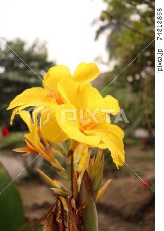 yellow colored flower closeup 74818868
