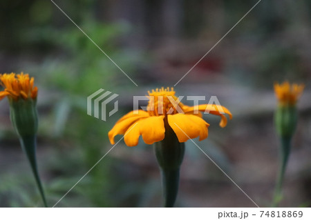 yellow colored flower closeup 74818869