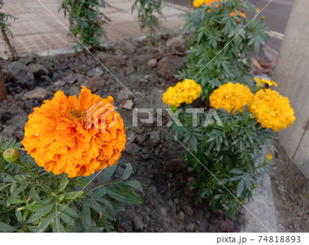 yellow colored flower closeup 74818893
