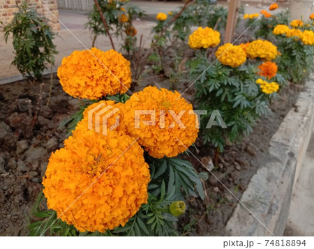 yellow colored flower closeup 74818894