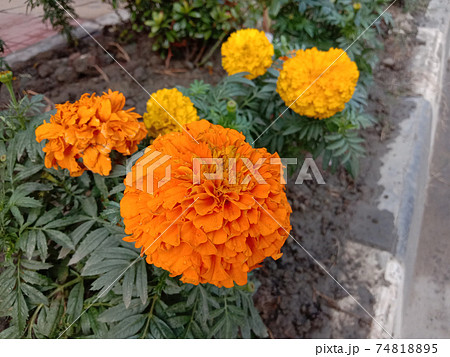 yellow colored flower closeup 74818895