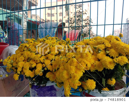 yellow colored flower closeup 74818901
