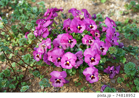 パンジー 74818952