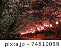 夜桜 74819059