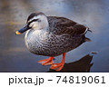 氷上の鴨 74819061