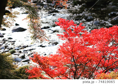 紅葉真っ盛り 74819065