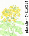 菜の花　春の訪れ 74819315