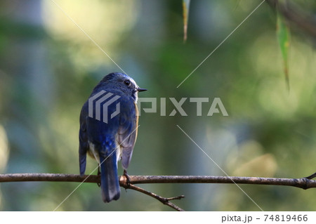 ルリビタキ 74819466