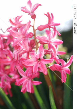 ヒヤシンス 74820168