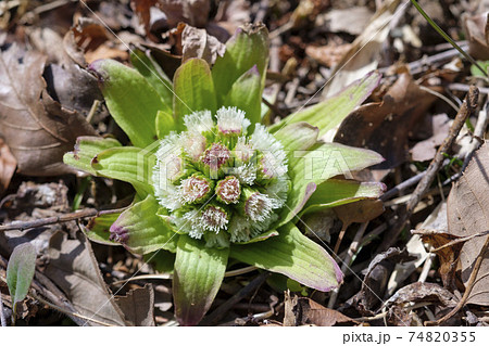 早春の里山に生える蕗の薹 74820355