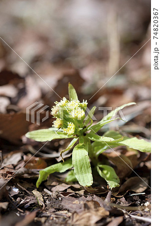 早春の里山に生える蕗の薹 早春の里山に生える蕗の薹 74820367