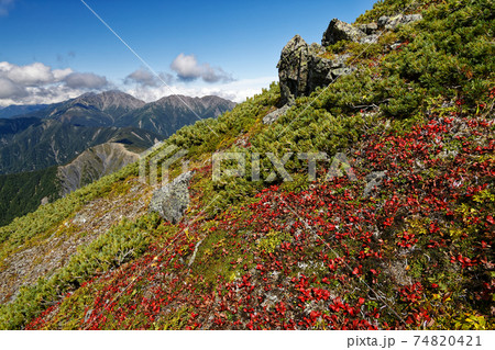 初秋の南アルプス・塩見岳山頂のウラシマツツジの紅葉と白峰三山 初秋の南アルプス・塩見岳山頂のウラシマツツジの紅葉と白峰三山 74820421