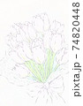 チューリップ　春の花束 74820448